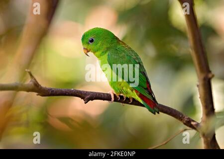 Blau-gekrönter Hängepapagei, Loriculus galgulus, Vogel Barma, Thailand, Indonesien. Grüner Papagei, der im Lebensraum auf dem Baumzweig sitzt. Wildlife sce Stockfoto