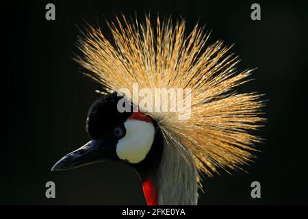 Wunderschönes goldenes Vogelwappen. Kunstbild des Vogels. Grauer Kranich, Balearica regulorum, mit dunklem Hintergrund. Sonnenuntergang in der Natur. Wildlife-Szene aus AFR Stockfoto