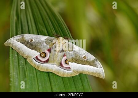 Gonimbrasia zambesina, aus Kenia in Afrika. Schöne Schmetterling in der Natur Wald Lebensraum., sitzen auf dem grünen verlassen. Insekten in grüner Natur. H Stockfoto