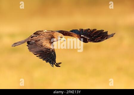 Roter Drachen im Flug, Milvus milvus, Greifvögel fliegen über Waldbaumwiese. Jagdtier mit Fang. Drachen mit offenen Flügeln, Ungarn, Europa. Stockfoto