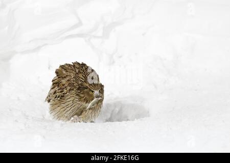 Blakiston-Fischeule, gefangen Fisch in der Schnabel, größte lebende Eule. Vogeljagd im kalten Wasser mit Schnee. Wildlife-Szene aus Winter Hokkaid Stockfoto