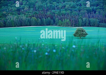 Einsamer Kastanienbaum, mit weißer Blüte, auf der Wiese, mit dunklem Wald im Hintergrund. Landschaft aus der tschechischen Natur. Stringzeit, Baum mit weißem Buh Stockfoto