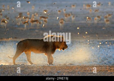 Löwenwanderung. Porträt eines afrikanischen Löwen, Panthera leo, Detail großer Tiere, Etocha NP, Namibia, Afrika. Katzen in trockener Natur Lebensraum, heißer sonniger Tag in des Stockfoto