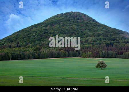 Einsamer Kastanienbaum, mit weißer Blüte, auf der Wiese, mit dunklem Wald im Hintergrund. Landschaft aus der tschechischen Natur. Stringzeit, Baum mit weißem Buh Stockfoto