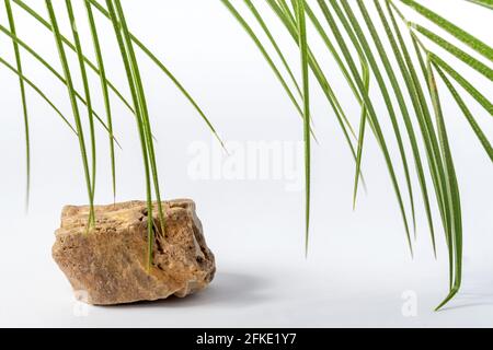 Hintergrund für kosmetische Produkte von natürlicher Farbe. Podium aus Stein mit grünen Blättern. Vorderansicht. Speicherplatz kopieren. Stockfoto