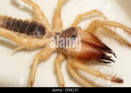 Ägyptische Riesensolpugiden (Galeodes Arabs), Windskorpion oder Kamelspinnen-Makro schossen aus nächster Nähe in den vereinigten arabischen emiraten im Nahen Osten Stockfoto