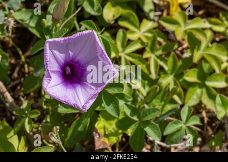 Eine leuchtend violette Weinblüte (Ipomoea cairica), auch Mile-a-Minute-Rebe genannt, Messina Creeper, Cairo Morning Glory, Coast Morning Glory und Railroad c Stockfoto