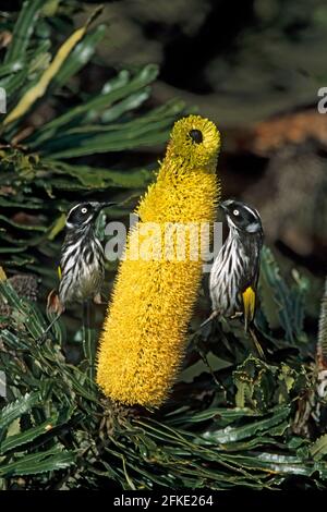 New Holland Honeyeater - Fütterung von Banksia Flower Phylidonyris novaehollandiae Two Peoples Nature Reserve Western Australia BI002143 Stockfoto