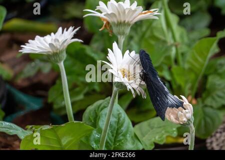 Großer Mormonen-Schmetterling (Paplio memnon) ein männlicher schwarzer Schwalbenschwanzschmetterling mit Seitenansicht auf Weißblumen. Stockfoto