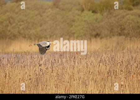 Graureiher im Flug über Schilfbetten Shapwick Heath Somerset VEREINIGTES KÖNIGREICH Stockfoto