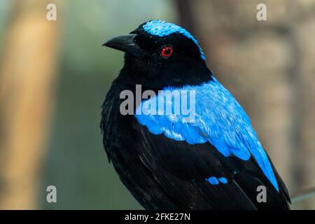 Männlicher asiatischer Feenbluebird (Irena puella) ganz aus der Nähe, ein schöner leuchtend blauer tropischer Vogel. Stockfoto