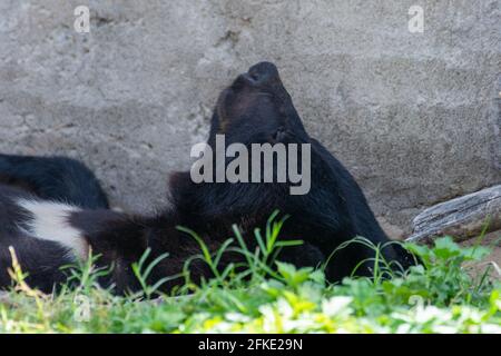 Asiatischer Schwarzbär (Ursus thibetanus) oder Mondbär und Weißkrautbär aus der Nähe des Schlafens. Stockfoto