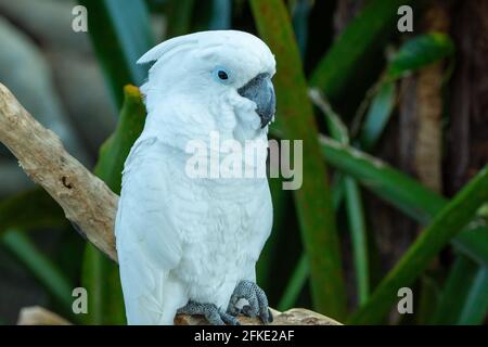 Ein weißer oder Regenschirmkakatoo (Cacatua alba) aus Australien, der an einem Zweig im Wald isst. Stockfoto