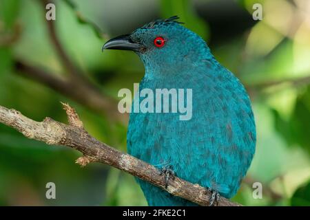 Weiblicher asiatischer Feenbluebird (Irena puella) ganz aus der Nähe, ein wunderschöner blauer tropischer Vogel, der richtig aussieht. Stockfoto