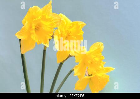 Großgekrönte gelbe Narzissen mit einer gewellten Krone. Diese Frühlingsblume ist eine der frühesten. Stockfoto