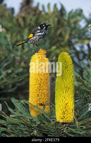 New Holland Honeyeater - Fütterung von Banksia Flower Phylidonyris novaehollandiae Two Peoples Nature Reserve Western Australia BI003651 Stockfoto