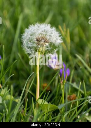 Vertikale Aufnahme eines weißen Dandelions Stockfoto