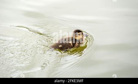 Frisch geschlüpfte Entchen unterwegs schwimmen Stockfoto