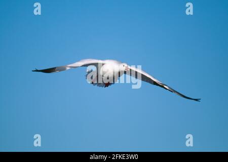 Ross's Goose kommt zu Chen rossii Bosque del Apache NWR New mexico, USA BI004109 Stockfoto