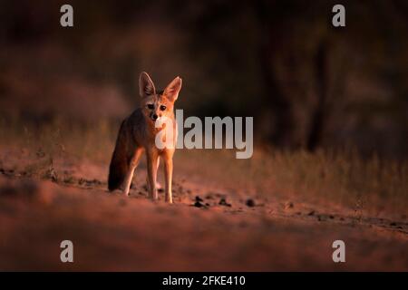 Kapfuchs, Gesichts-Portrait in Kgalagadi, Botswana. Wildhund aus Afrika. Seltenes Wildtier, Abendlicht im Gras. Wildtierszene, Okavango Delta, Botsva Stockfoto