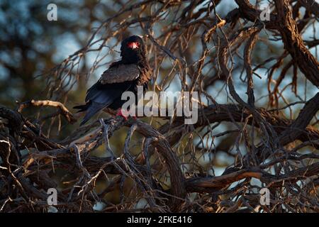 Bateleur Eagle, Terathopius ecaudatus, brauner und schwarzer Greifvogel im natürlichen Lebensraum, am Ast sitzend, Kgalagadi, Botswana, Afrika. Wildlif Stockfoto