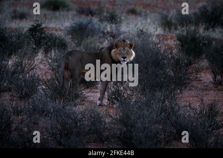 Kgalagadi Löwe im dunklen Morgen, Botswana. Löwe mit schwarzer Mähne, großes Tier im Lebensraum. Gesicht Porträt der afrikanischen gefährlichen Katze. Wildlife-Szene aus Stockfoto