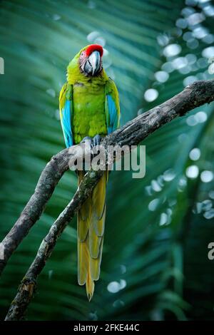 Ara ambigua, grüner Papagei Great-Green Ara auf Baum. Wilder seltener Vogel im Naturlebensraum, der auf dem Zweig in Costa Rica sitzt. Wildlife-Szene in Tropf Stockfoto