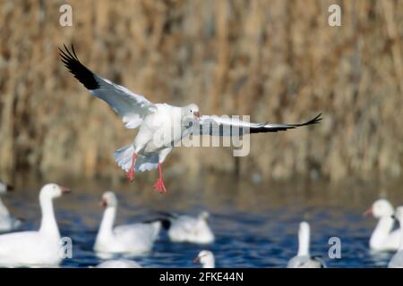 Ross's Goose kommt zu Chen rossii Bosque del Apache NWR New mexico, USA BI004965 Stockfoto