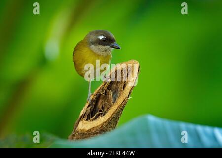 Gewöhnlicher Buschtanager, Chlorospingus flavopectus, sitzt auf dem orangefarbenen und grünen moosigen Ast. Tierwelt in Costa Rica, Bergvögel im Dunkelgrün Stockfoto