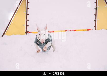 Funny Dog Young English Bull Terrier Bullterrier Puppy Dog Jumping Durch Barriere Im Schnee Schneeverwehung Während Agility Dog Training Bei Winter Stockfoto