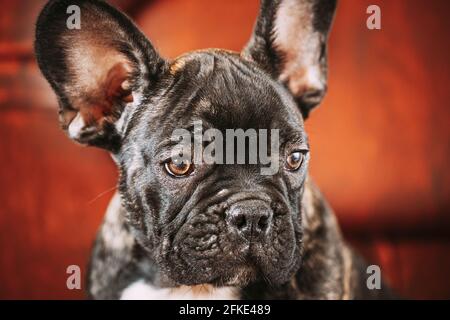 Nahaufnahme Porträt Des Jungen Schwarzen Französischen Bulldoggen-Hundes Puppy. Lustige Hund Baby Mit Schönen Schwarzen Schnauzenaugen Bulldog Welpen Hund. Entzückender Bulldog Welpe Stockfoto