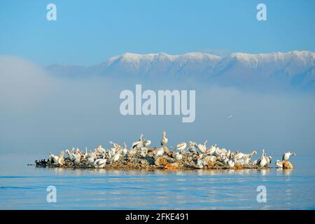 Dalmatinische Pelikaninsel mit Nebel, Pelecanus crispus, Landung im Kerkini See, Griechenland. Pelikan mit offenen Flügeln. Wildlife-Szene aus europäischer Natur. B Stockfoto