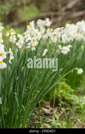Weiße Narzisse auf Gras in einem Garten. Schöne reinweiße Narzisse. Stockfoto