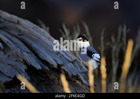 Weißschwanzwürger (Lanioturdus torquatus, im Naturgebiet, Etosha NP, Namibia, Afroca. Vogel, der auf dem Baumstamm im Gras sitzt. Wunderschön Stockfoto