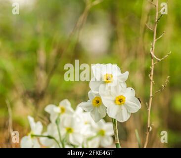 Weiße Narzisse auf Gras in einem Garten. Schöne reinweiße Narzisse. Stockfoto