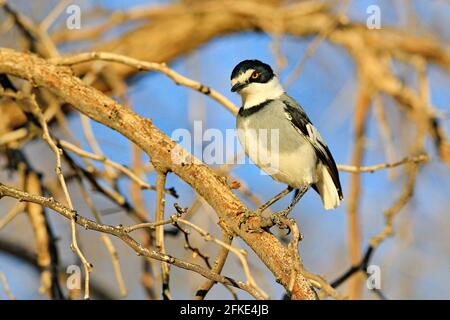 Weißschwanzwürger (Lanioturdus torquatus, im Naturgebiet, Etosha NP, Namibia, Afroca. Vogel, der auf dem Baumstamm im Gras sitzt. Wunderschön Stockfoto