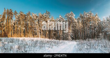 Schneebedeckter Kiefernwald. Frosted Trees Frozen Trunks Woods Im Winter Snowy Coniferous Forest Landscape. Schöne Wälder In Waldlandschaft. Panorama Stockfoto