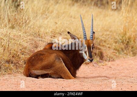 Sable Antilope, Hippotragus niger, Savanna Antilope in Botswana in Afrika gefunden. Detail Porträt von Antilope, Kopf mit großen Ohren und Geweih. Wildtiere Stockfoto
