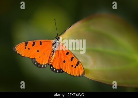 Tawny coster, Acraea terpsicore (syn. A. violae) im natürlichen Lebensraum. Schönes Insekt aus Indien im grünen Wald. Orangefarbener Schmetterling sitzt auf dem Grün Stockfoto