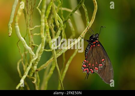 Eurytides thymbraeus, Weißsichel-Schwalbenschwanz, Schmetterling im Naturlebensraum. Schönes Insekt, das auf den Orchideenwurzeln in der tropischen Natur sitzt. Stockfoto