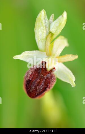 Frühe Spider Orchid, Ophrys sphegodes, blühende europäische terrestrische Wildorchidee in Naturlebensraum, Detail der Blüte, grüner klarer Hintergrund, Slowakei Stockfoto