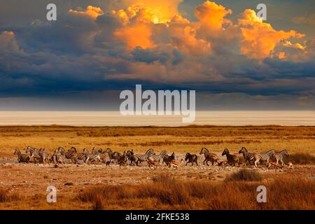 Zebra und Sturm Abenduntergang in Etosha Pan in Namibia. Wildtiere Natur, Safari in der Trockenzeit. Afrikanische Landschaft mit wilden Tieren, Wolken am Himmel Stockfoto