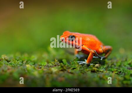 Orangefarbener Frosch. Red Strawberry Gift Dart Frosch, Dendrobates pumilio, in der Natur Lebensraum, Nicaragua. Nahaufnahme des giftigen roten Frosches. Seltene ampphib Stockfoto