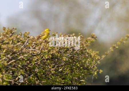 Yellowhammer (Emberiza citrinella) in einer Hecke Stockfoto