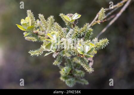 Apfelblättrige Weide (Salix hastata) Stockfoto