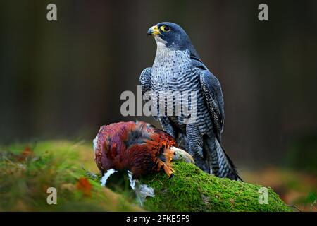 Bergfalke mit gefangenem Fasan, der sich auf dem grünen moosigen Felsen mit dunklem Wald im Hintergrund von einem getöteten großen Vogel ernährt. Action Wildtiere füttern scen Stockfoto