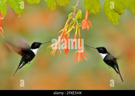 Kolibri mit Blume. Collared Inca, Coeligena torquata, dunkelgrüner Schwarz-Weiß-Kolibri, der neben einer wunderschönen Orangenblüte fliegt, Kolumbien. W Stockfoto