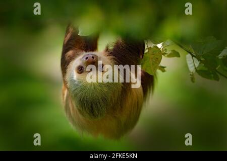 Faulheit in der Natur Lebensraum. Der schöne Hoffman’s Two-Toed Sloth, Choloepus hoffmanni, klettert auf dem Baum in dunkelgrüner Waldvegetation. Niedliches Tier in Stockfoto