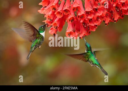 Kolibris mit Blume. Collared Inca, Coeligena torquata, dunkelgrüner Schwarz-Weiß-Kolibri, der neben einer wunderschönen Orangenblüte fliegt, Kolumbien. Stockfoto