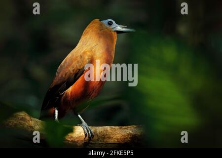 Capuchinbird, Perissocephalus tricolor, großer Singvögel der Familie Cotingidae. Wilder Kalbsvögel im Naturgebiet Tropenwald. Vogel-Sittin Stockfoto